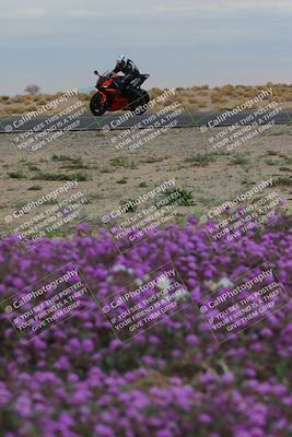 media/Jan-14-2023-SoCal Trackdays (Sat) [[497694156f]]/Turn 14 Exit Bloomig (145pm)/